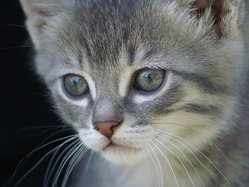 Animals, Kitty, Kitten, Muzzle, Grey, Fur HD wallpaper