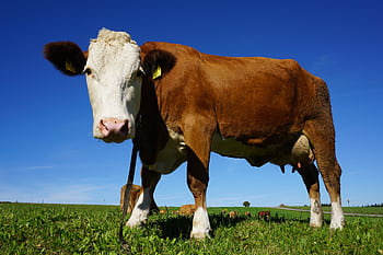 A close-up of a brown cow enjoying a sunny day in a vast green pasture. HD wallpaper
