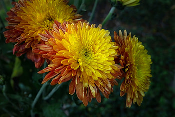 Chrysanthemum, Flowers, Yellow, Drops HD wallpaper
