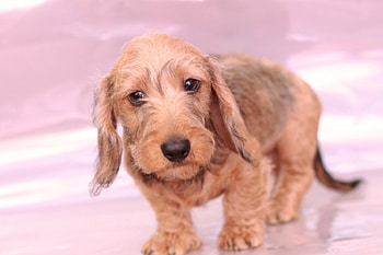 ๑๑ Adorable Girl ๑๑, sweet, dogs, girl, puppy, pink, pretty, animals, love, adorable, lovely, forever HD wallpaper