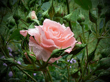Plants, Flowers, Roses, Drops HD wallpaper
