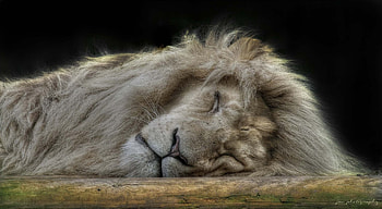 Animals, Fluffy, Muzzle, Lion, Predator, Big Cat, Sleep, Dream HD wallpaper