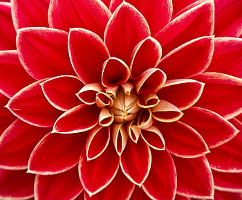 A detailed macro shot of a vibrant red dahlia flower in full bloom showcasing delicate petals. HD wallpaper