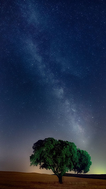 Klodian Hoxha's art, Breathtaking oak, Artistic inspiration, Earthly beauty HD phone wallpaper