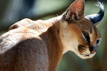 Captivating caracal, Breathtaking , Impressive visuals, Stunning backgrounds HD wallpaper