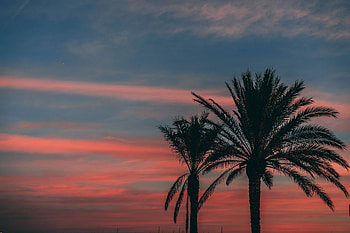 Nature, Sunset, Sky, Night, Palm, Branches, Outlines, Tropics HD wallpaper