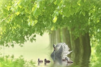 Mother Swan and Family, swan, bird, lake, tree HD wallpaper
