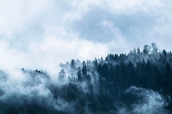 Serene misty forest with fog enveloping tall conifer trees, creating a tranquil wilderness scene. HD wallpaper