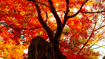 Red Yellow Leaves Autumn Tree Branches Under Blue Sky Nature HD wallpaper