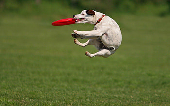 Frisbee HD wallpaper
