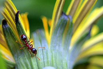 Wild ant, Ant group, , jooinn HD wallpaper