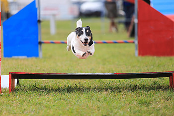 Kindred Companions, Dog Sports HD wallpaper