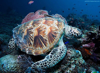 Neath the waves, turtle, coral, clear water, fish, rocks, ocean HD wallpaper
