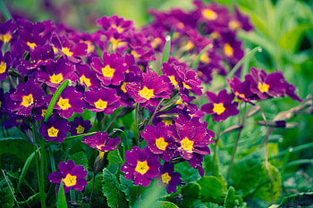 Plants, Flowers HD wallpaper