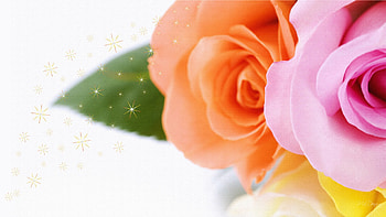 Tri Roses, summer, pink, roses, firefox persona, yellow, flowers, orange, gold stars HD wallpaper