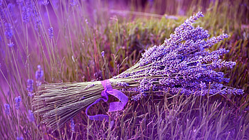lavender, flower, ribbon, field HD wallpaper