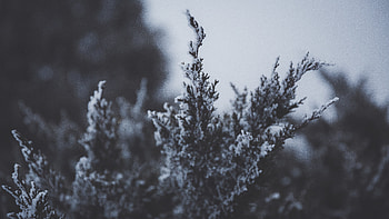 Snow, Macro, Branch, Frost, Hoarfrost HD wallpaper