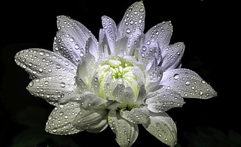 Diamond, white, chrysanthemum, dew, flower HD wallpaper
