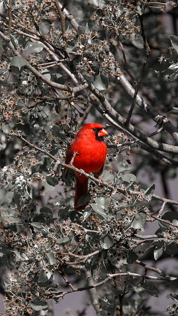 Cardinal, Nature, Red, feather, beak, Birding, Bird, Outdoors HD phone wallpaper