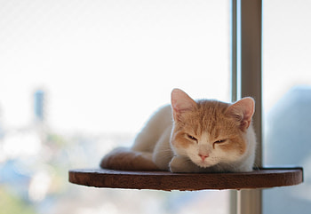 Animals, Cat, To Lie Down, Lie, Sight, Opinion, Shelf HD wallpaper