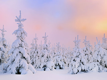 Trees dressed with snow, winter, pine, snow, landscape, nature, sunset, tree HD wallpaper