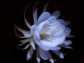 Beautiful White Wild Flower, White, Flower, Forest, Wild HD wallpaper