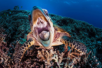 Turtle, Sea Turtle, Animal, Ocean, Turtles HD wallpaper