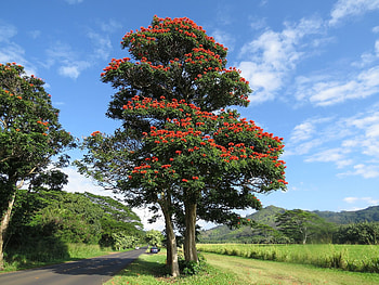 African Tulip Tree, Fountain Tree, Unique Trees, Indoor Flowering Plants HD wallpaper