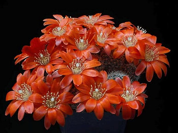 cactus, macro, red, flower HD wallpaper