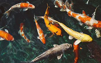 Koi, Fish HD wallpaper
