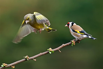 Landing., wings, birds, color, bird, animals, nature HD wallpaper