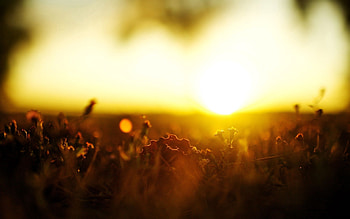 Grass, Macro, Shine, Light, Bright HD wallpaper