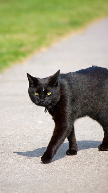 Black Cat, Black Cute Cat HD phone wallpaper