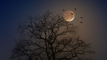 Moon, Space, Ultra , Background HD wallpaper