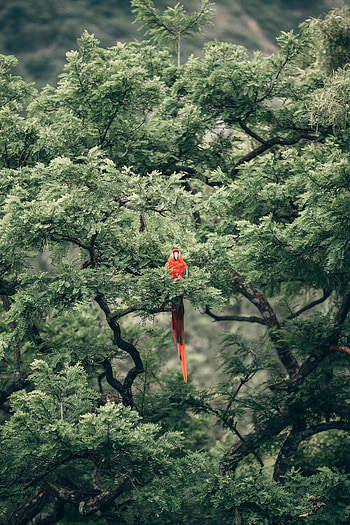 Parrot, bird, tree HD phone wallpaper