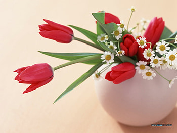 Still life, nature, pretty, flower HD wallpaper