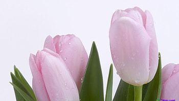 freshcut, pink, green, leaf, nature, flowers, tulips, fresh, water HD wallpaper