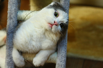 Animals, Cat, Muzzle, Playful, Is Sitting, Sits HD wallpaper