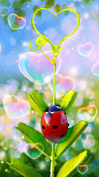ladybug heart, love, animal, burble HD phone wallpaper