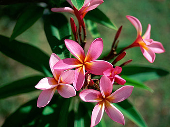 Flowers, Bush, Bloom, Flowering, Greens, Sharpness, Plumeria HD wallpaper