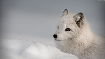 Arctic fox, Northern hemisphere, Animal beauty, Arctic wildlife HD wallpaper
