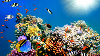 fish tank moving HD wallpaper