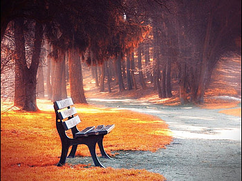 Autumn Trees, bench, , trees, autumn, beautiful HD wallpaper