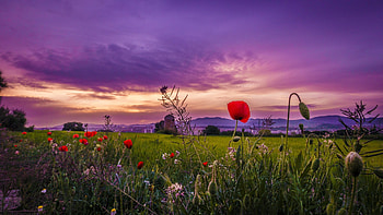 Morning in Spain, sly, blossoms, landscape, clouds, flowers, sunrise HD wallpaper