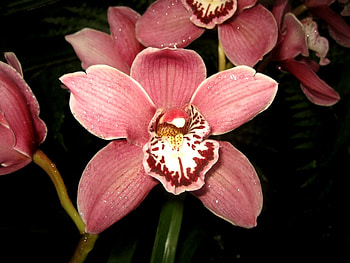Plants, Flowers HD wallpaper