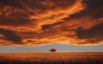 world in orange, clouds, fields, sky, orange, tree HD wallpaper