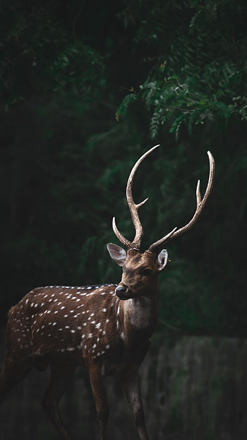 Best deer , Breathtaking , Nature's beauty, Majestic animals HD phone wallpaper