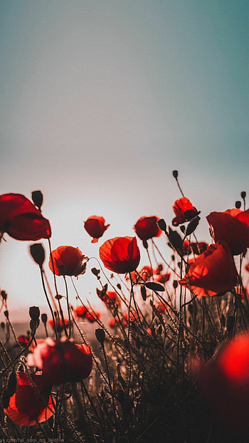 Vivid sky backdrop, Striking red poppy, Sunset beauty, Nature's captivating scene HD phone wallpaper