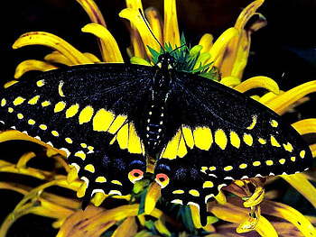Tiger swallowtail, black, butterfly, yellow, flower, swallowtail HD wallpaper