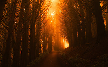 Sunlight Path Dark Beautiful Nature Trees, sunlight, path, dark, beautiful, nature, trees HD wallpaper